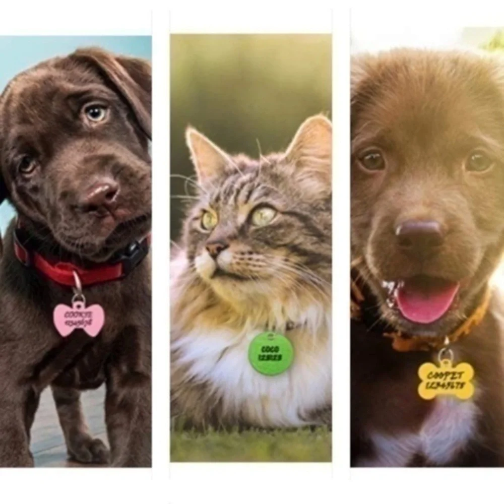 5! Pet ID Tags for Dogs & Cats!